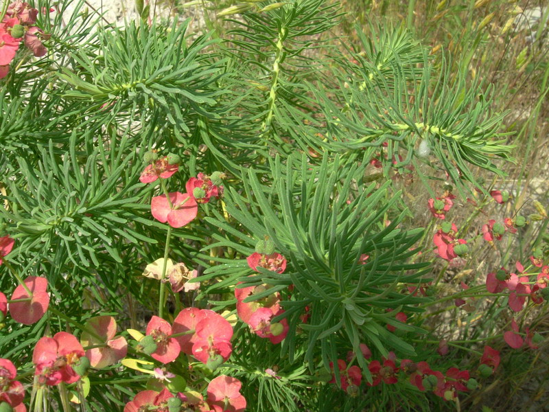 Euphorbia cyparissias / Euforbia cipressina