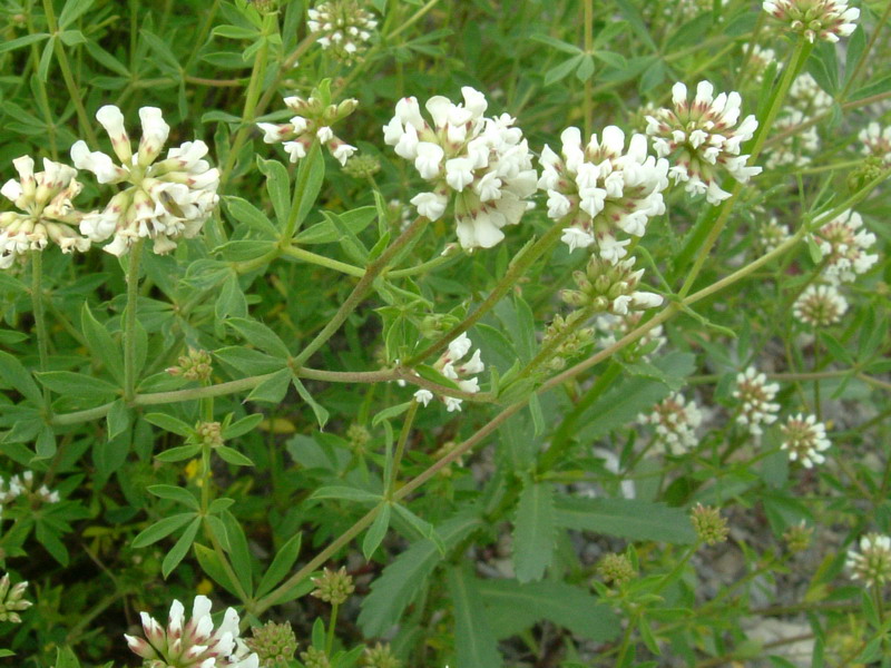 Lotus dorycnium (=Dorycnium pentaphyllum) / Trifoglino legnoso