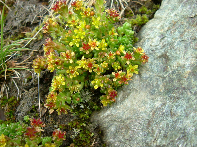 Sedum alpestre / Borracina alpestre