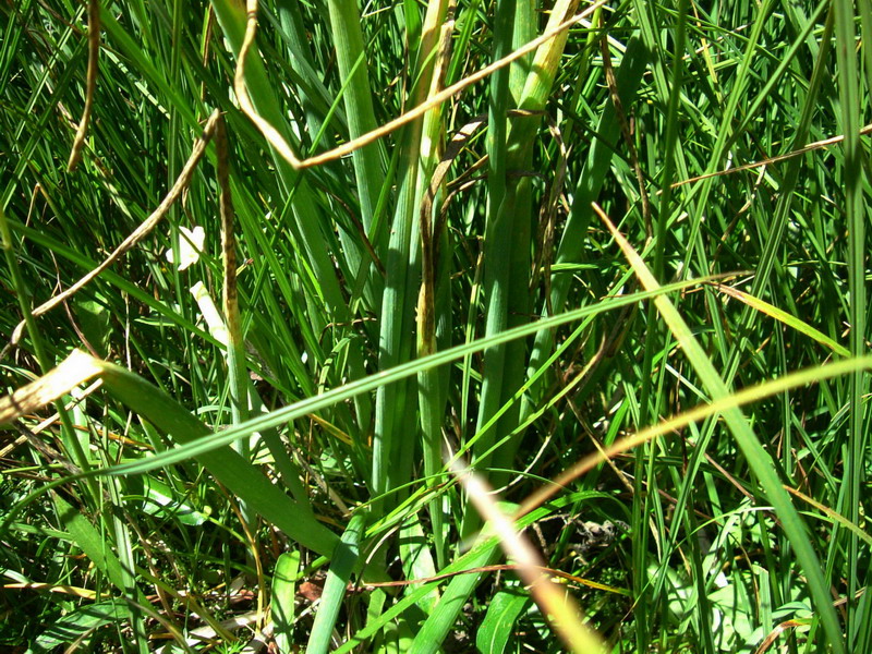 Dal passo Rolle 4 - Allium schoenoprasum