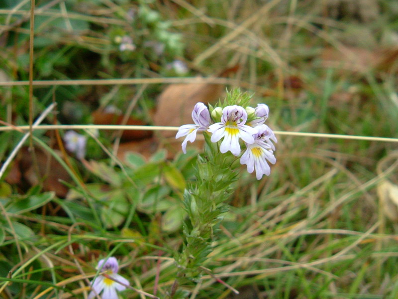 Euphrasia