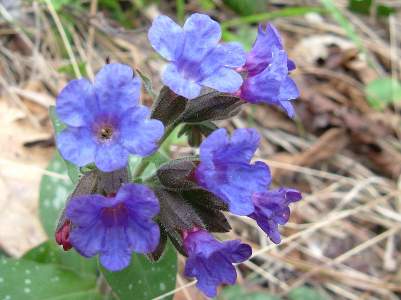 Nel bosco 3 - Pulmonaria sp.