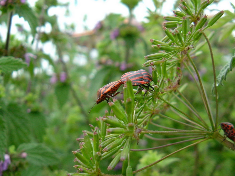 Graphosoma lineatum italicum
