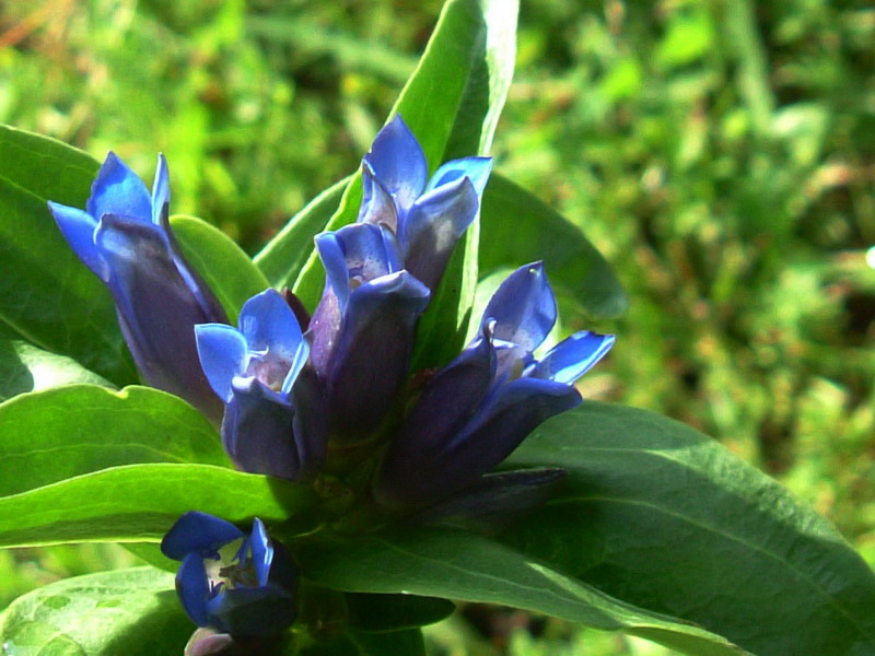 Gentiana cruciata / Genziana minore