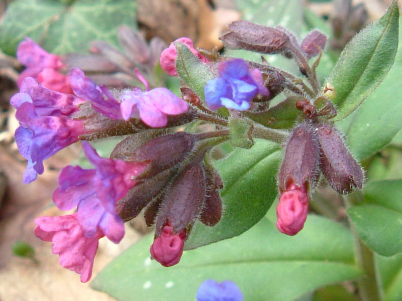 Nel bosco 3 - Pulmonaria sp.