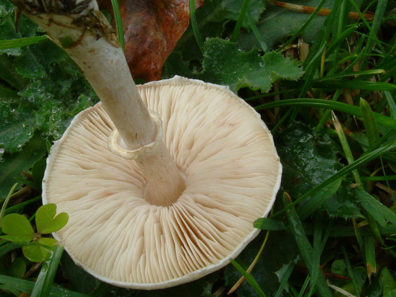 Leucoagaricus leucothites