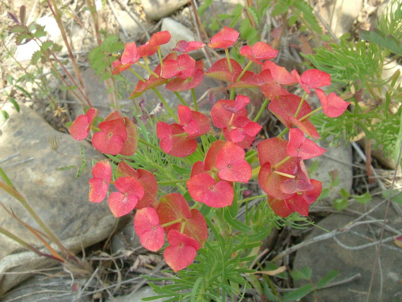 Euphorbia cyparissias / Euforbia cipressina