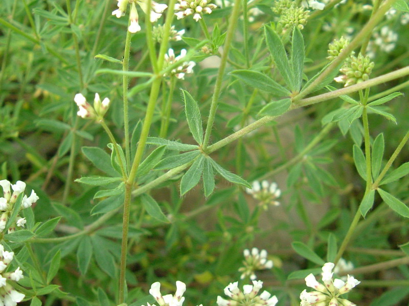 Lotus dorycnium (=Dorycnium pentaphyllum) / Trifoglino legnoso