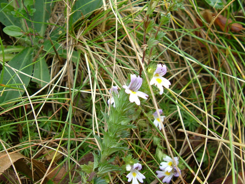 Euphrasia