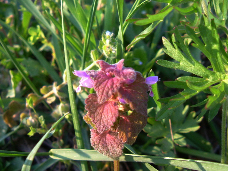 Lamium purpureum