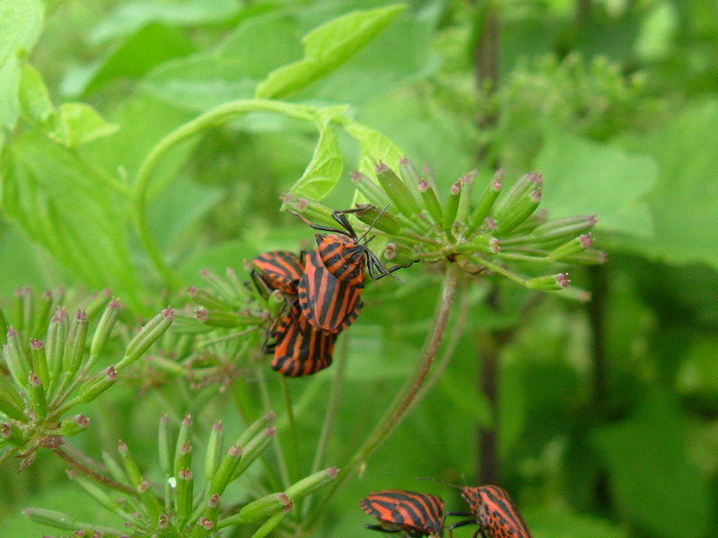 Graphosoma lineatum italicum