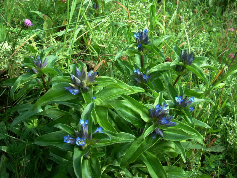 Gentiana cruciata / Genziana minore