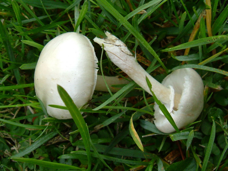 Leucoagaricus leucothites