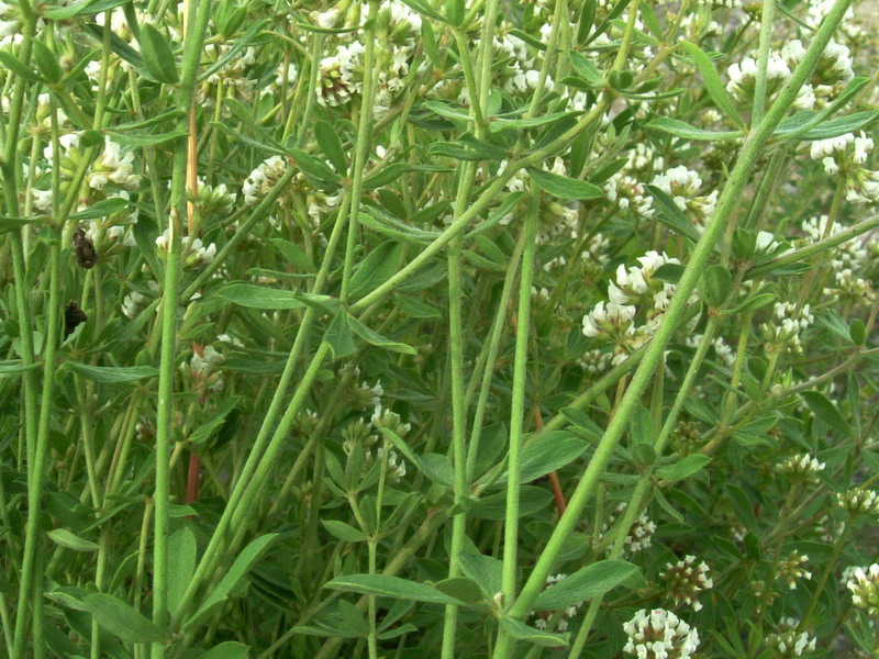 Lotus dorycnium (=Dorycnium pentaphyllum) / Trifoglino legnoso