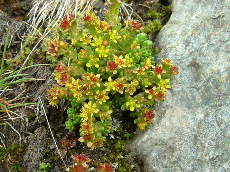 Sedum alpestre / Borracina alpestre