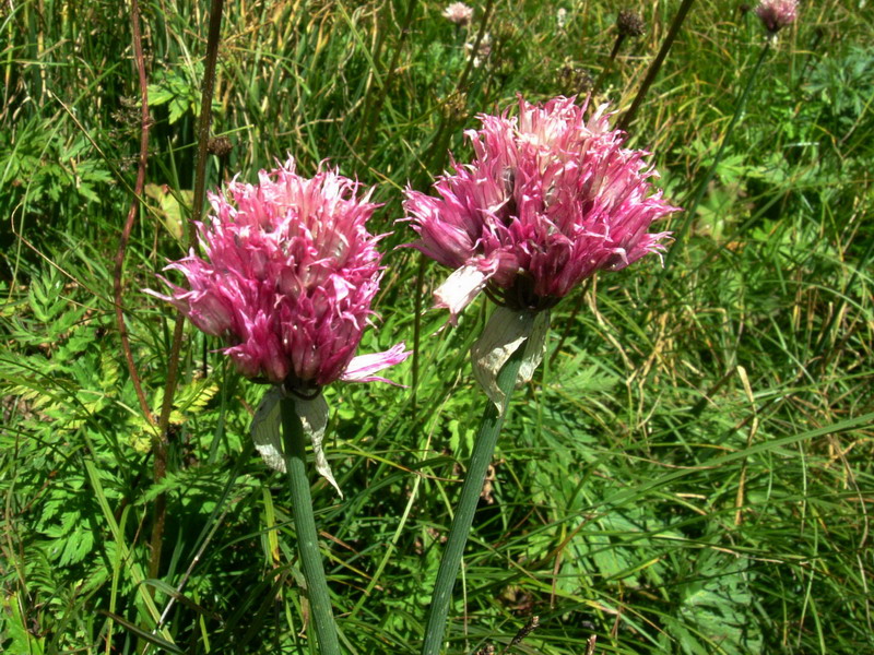 Dal passo Rolle 4 - Allium schoenoprasum