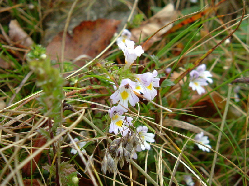Euphrasia