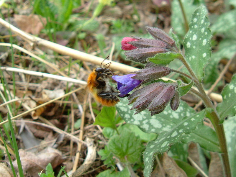 Nel bosco 3 - Pulmonaria sp.
