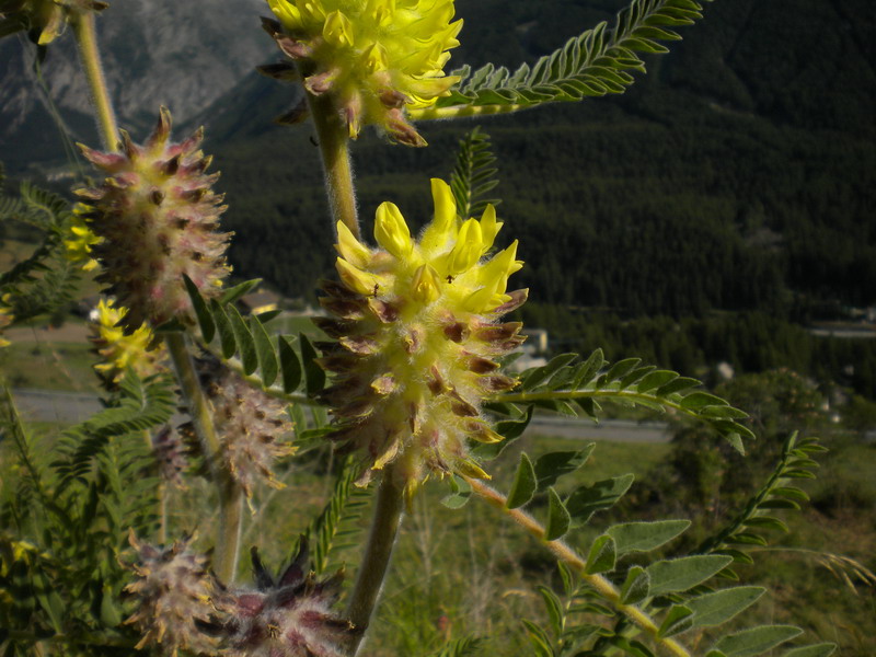 Astragalus alopecurus / Astragalo maggiore