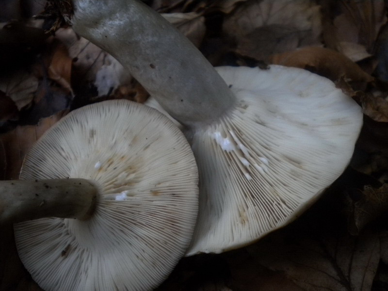 Lactarius