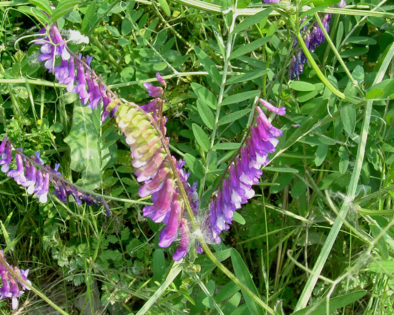 Vicia cfr. cracca