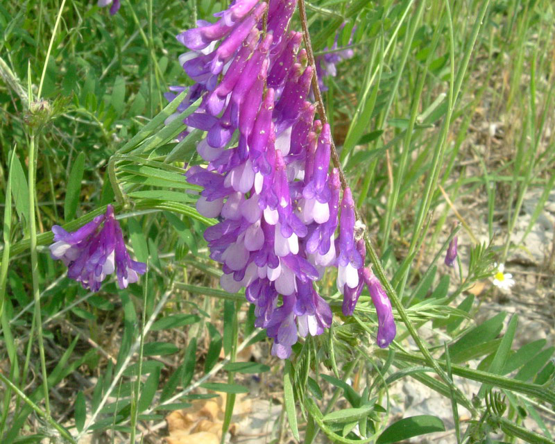 Vicia cfr. cracca