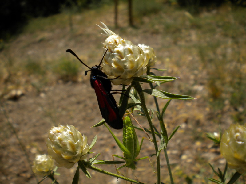 Zygaena - Zygaena erythrus