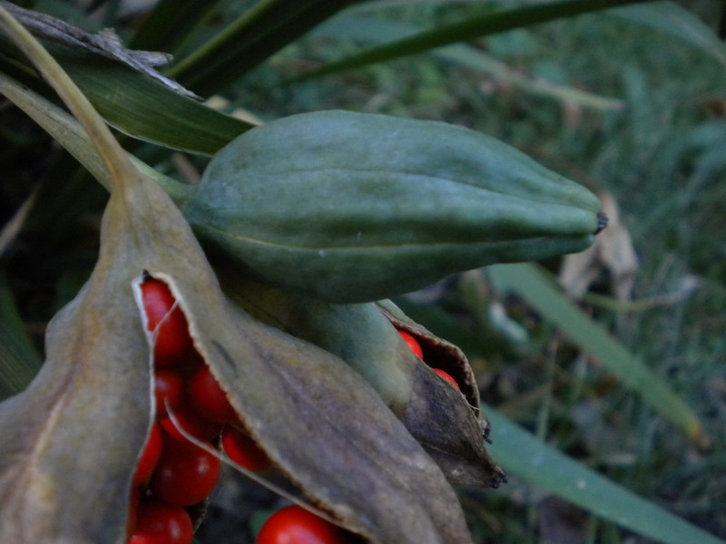 Chamaeiris foetidissima (=Iris foetidissima) / Giaggiolo puzzolente