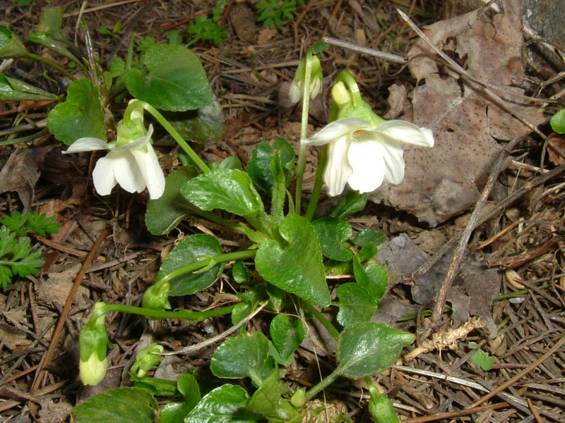 Viola alba subsp. alba / Viola bianca