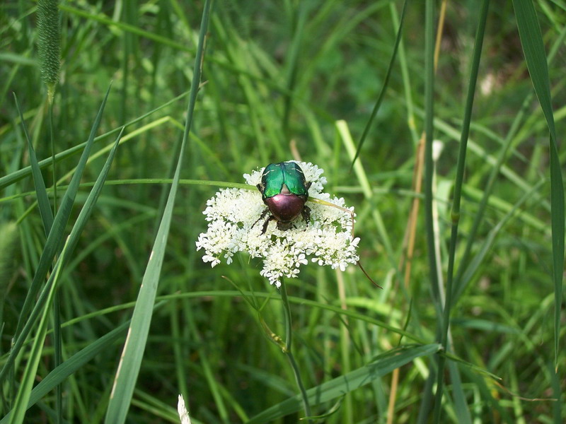 Da determinare: Cetonia aurata pisana