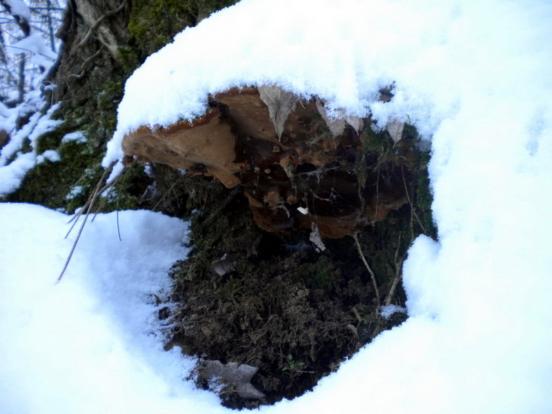 Ganoderma ??