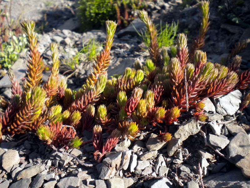 Sedum