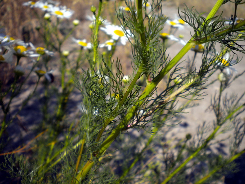 Tripleurospermum inodorum / Camomilla senza odore