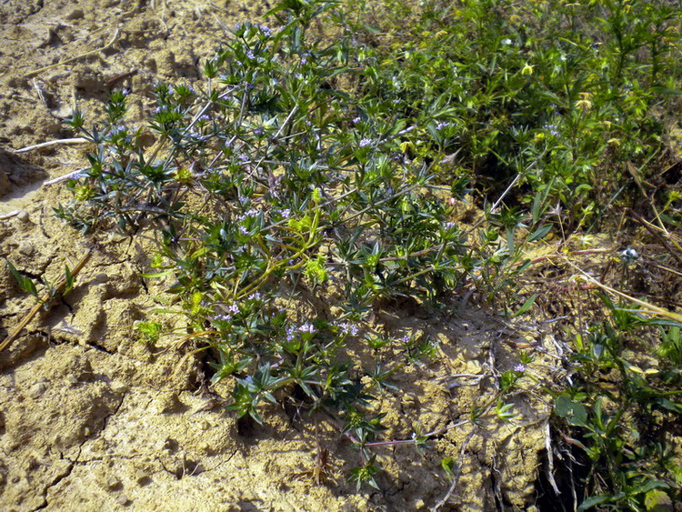 Sherardia arvensis