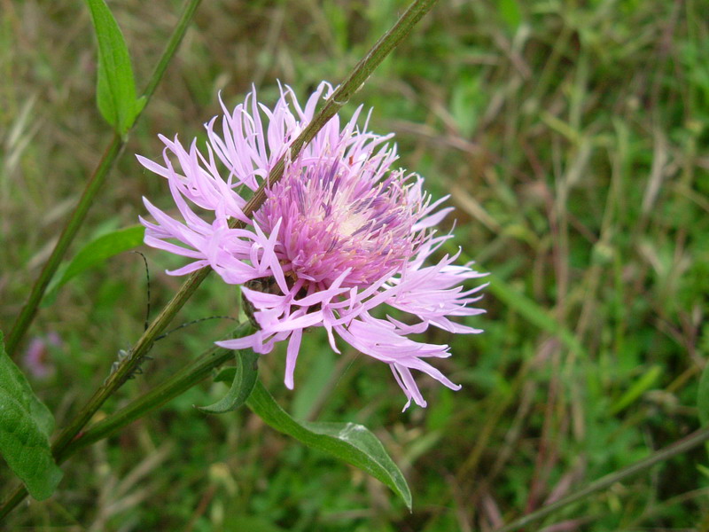 Centaurea da determ.....