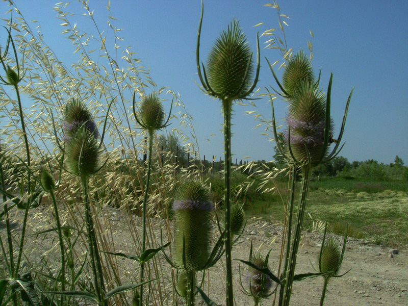 Dipsacus fullonum / Cardo dei lanaioli