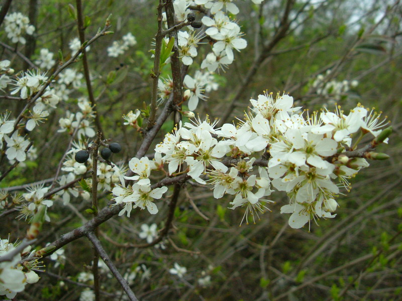 La siepe - Prunus spinosa