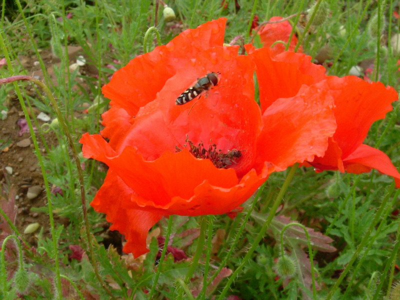 Scaeva pyrastri