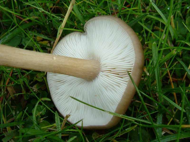 Nel prato (cfr. Melanoleuca)