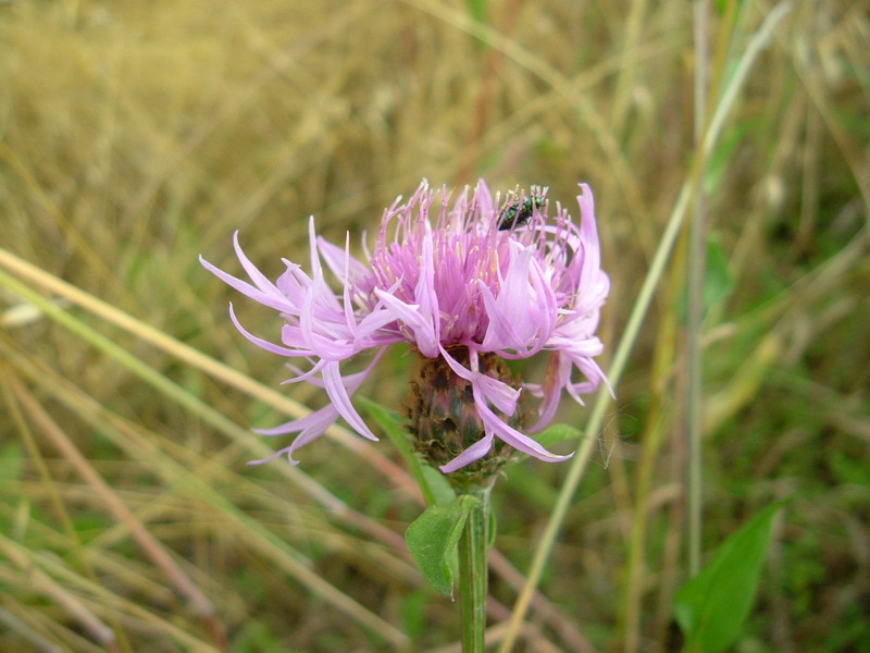 Centaurea da determ.....