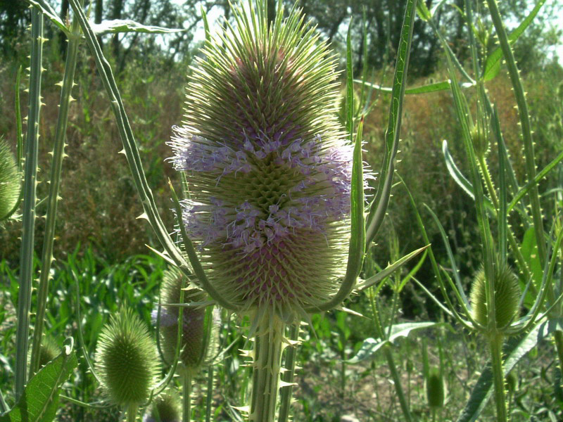 Dipsacus fullonum / Cardo dei lanaioli