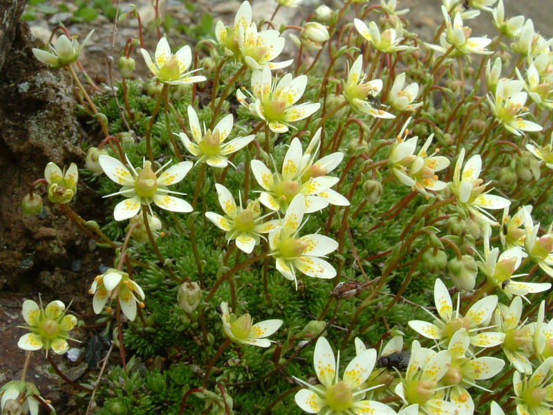 Saxifraga bryoides / Sassifraga brioide