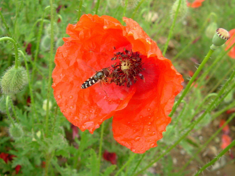 Scaeva pyrastri