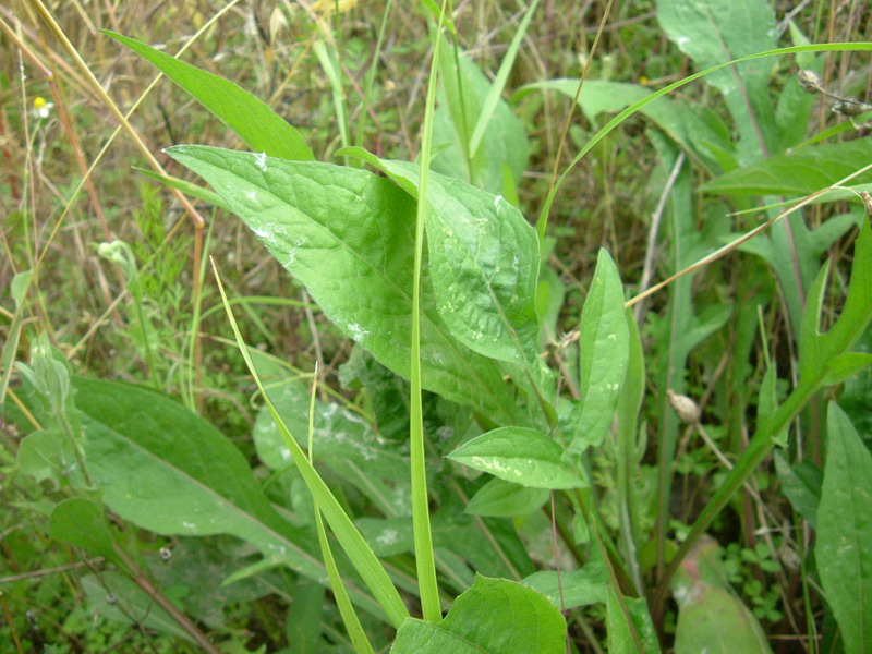 Centaurea da determ.....