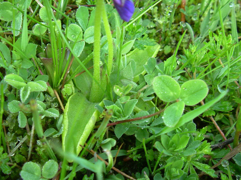 Pinguicula christinae