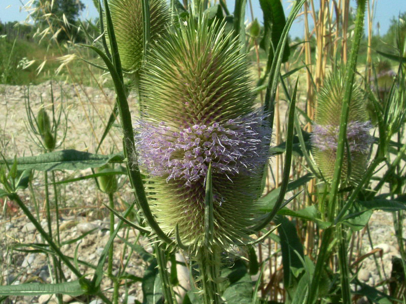 Dipsacus fullonum / Cardo dei lanaioli