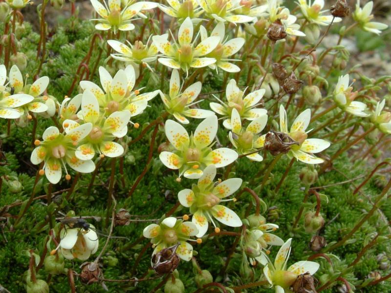 Saxifraga bryoides / Sassifraga brioide