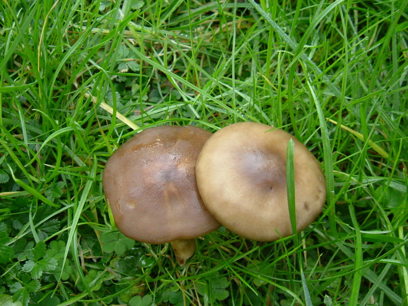 Nel prato (cfr. Melanoleuca)