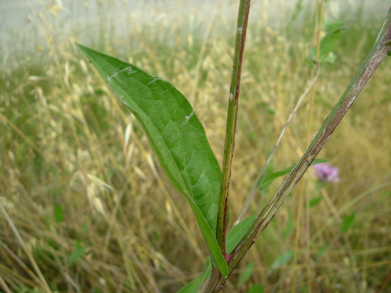 Centaurea da determ.....