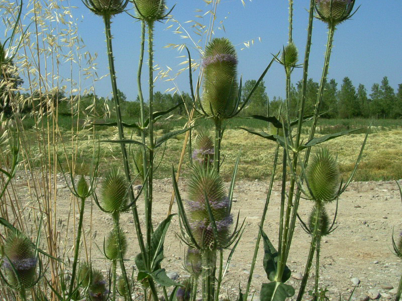 Dipsacus fullonum / Cardo dei lanaioli